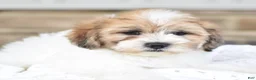 Mixed Breed dogs for sale: Toby - Ad 4