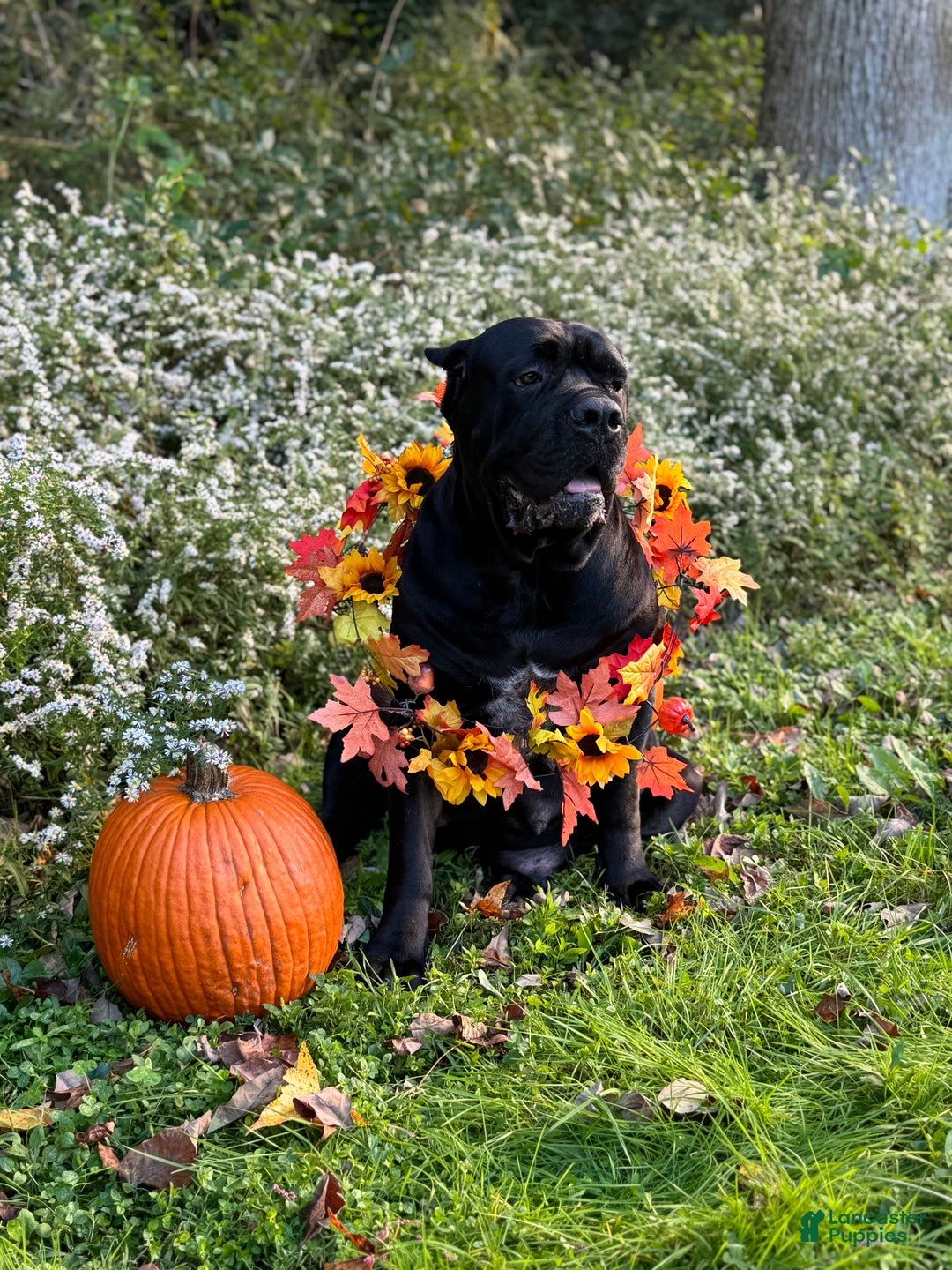 Cane Corso dogs for sale: Siren - Ad 12