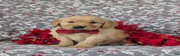 Golden Retriever dogs for sale: Braedon - Ad 4
