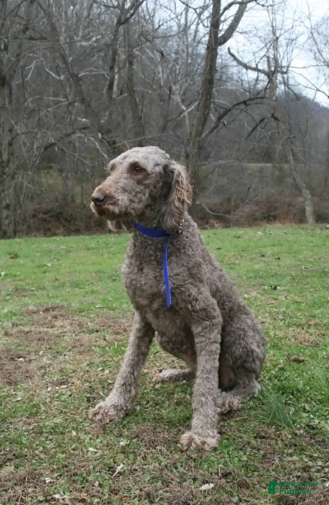 Standard Poodle dogs for sale: Standard Poodle Puppy 1 - Ad 2