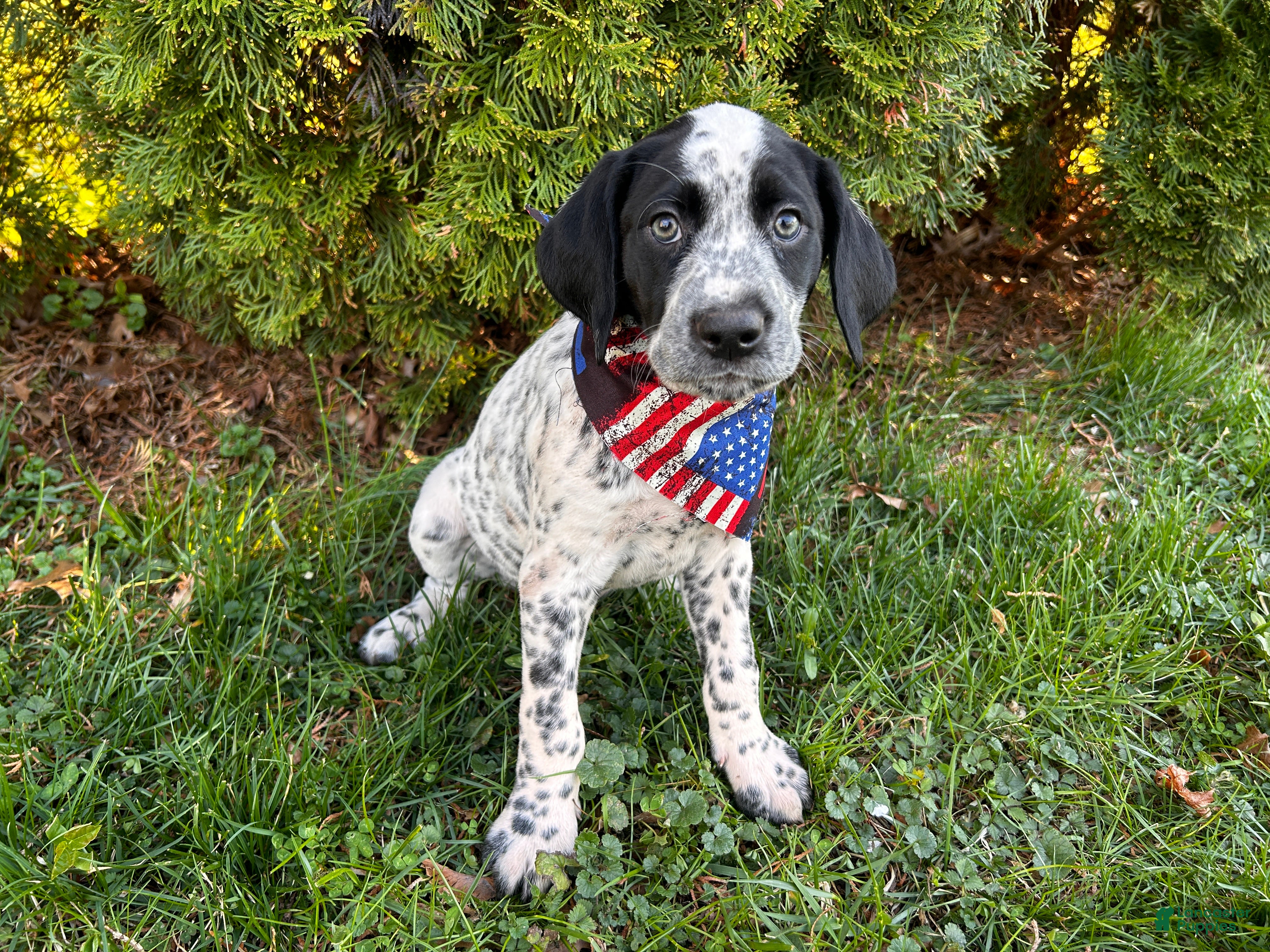 Mixed Breed dogs 🐨Dalmatian/GSP Ready Now - Ad 1