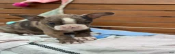 Boston Terrier dogs for sale: Kenny - Ad 19