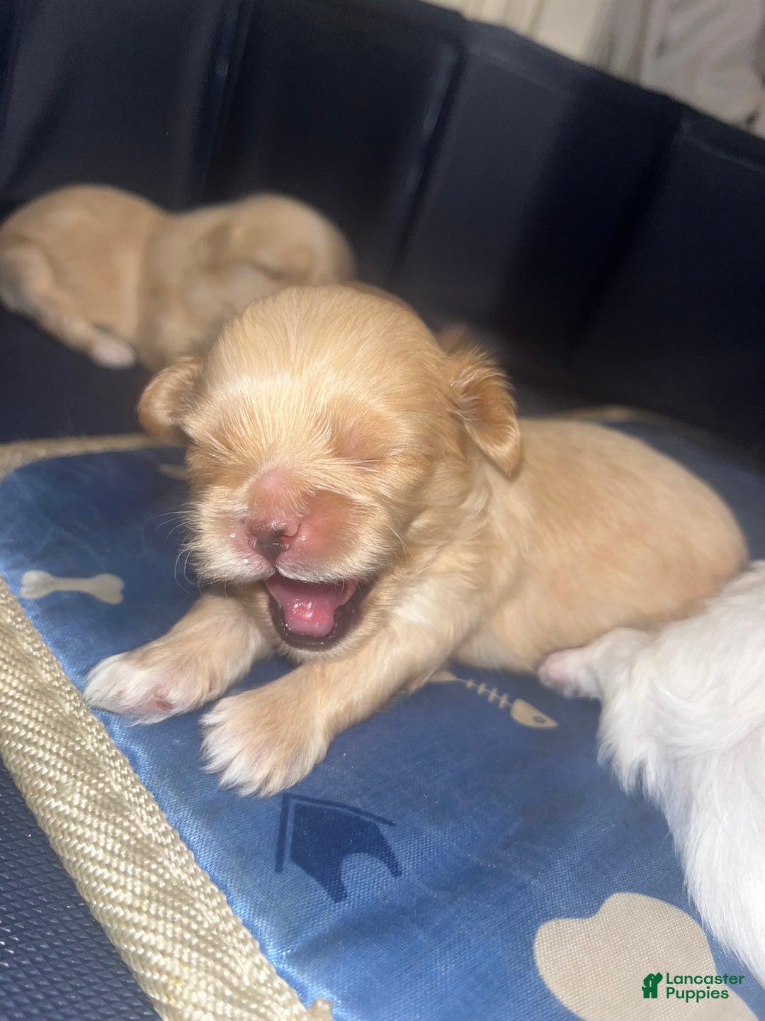 Malshi dogs for sale: Malshi Puppy 1 - Ad 3
