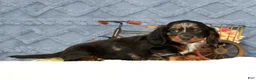 Miniature Dachshund dogs for sale: Jasper - Ad 6