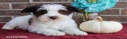 Miniature Schnauzer dogs for sale: Olive  - Ad 4