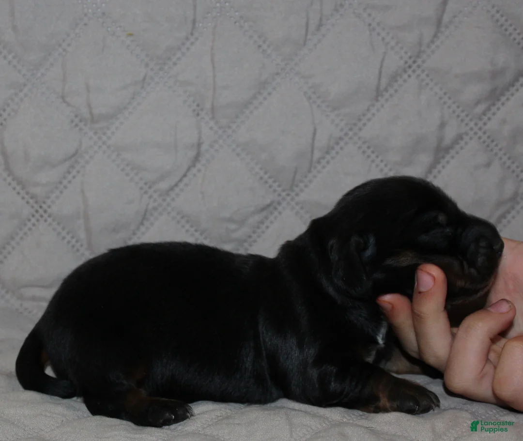 Miniature Dachshund dogs for sale: Dogo - Ad 1