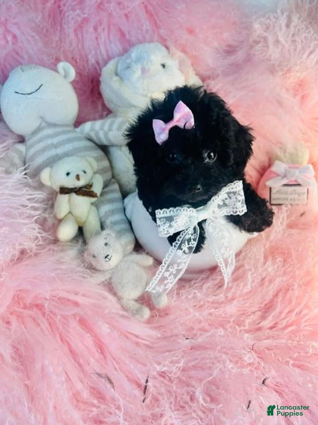 Toy Poodle dogs for sale: Toy Poodle 1 - Ad 1