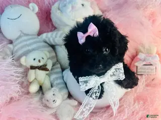 Toy Poodle dogs Toy Poodle 1 - Ad 1