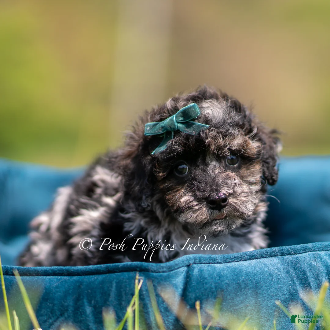 Toy Poodle dogs for sale: Disco AKC - Ad 2