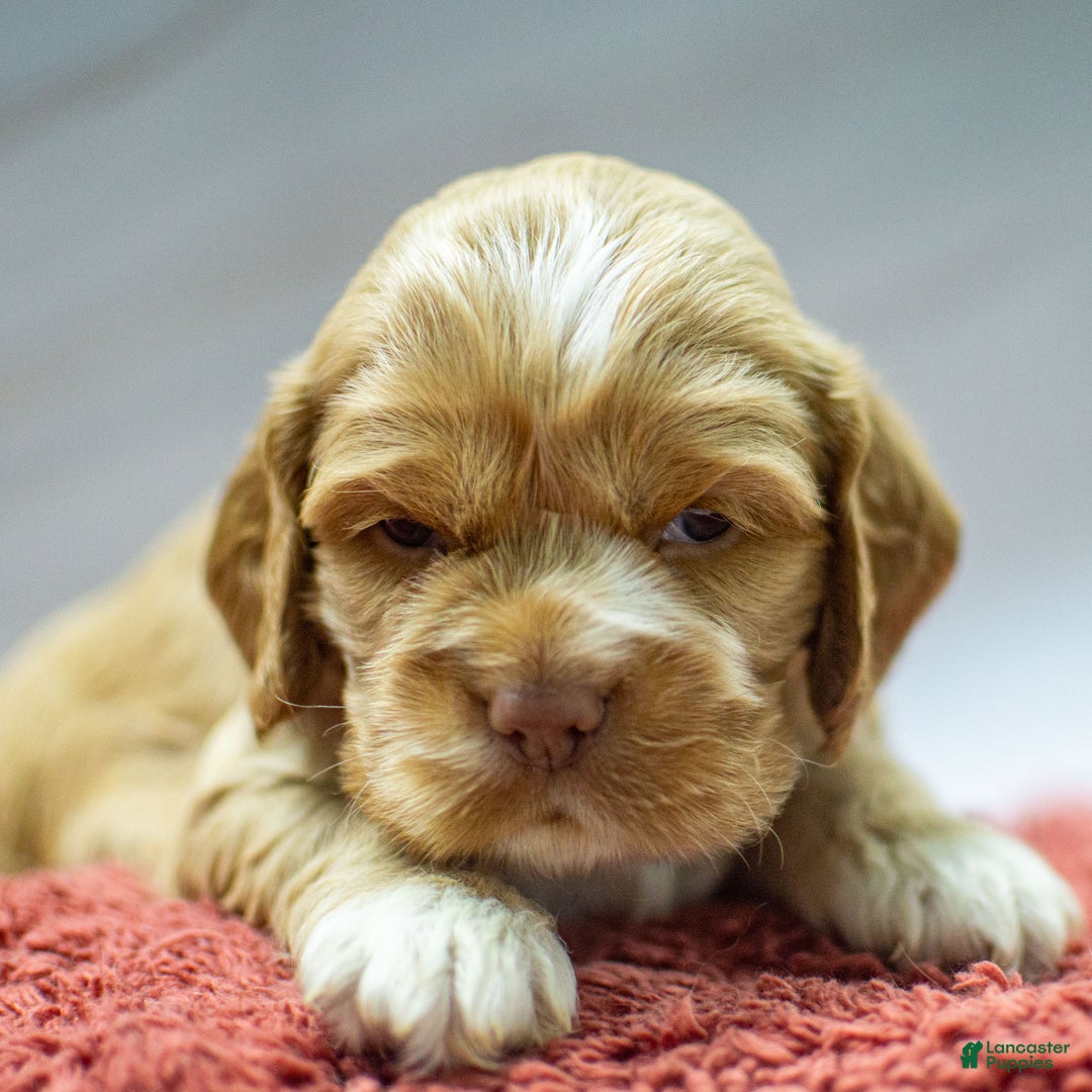 Cocker Spaniel dogs for sale: Neeko - Ad 4