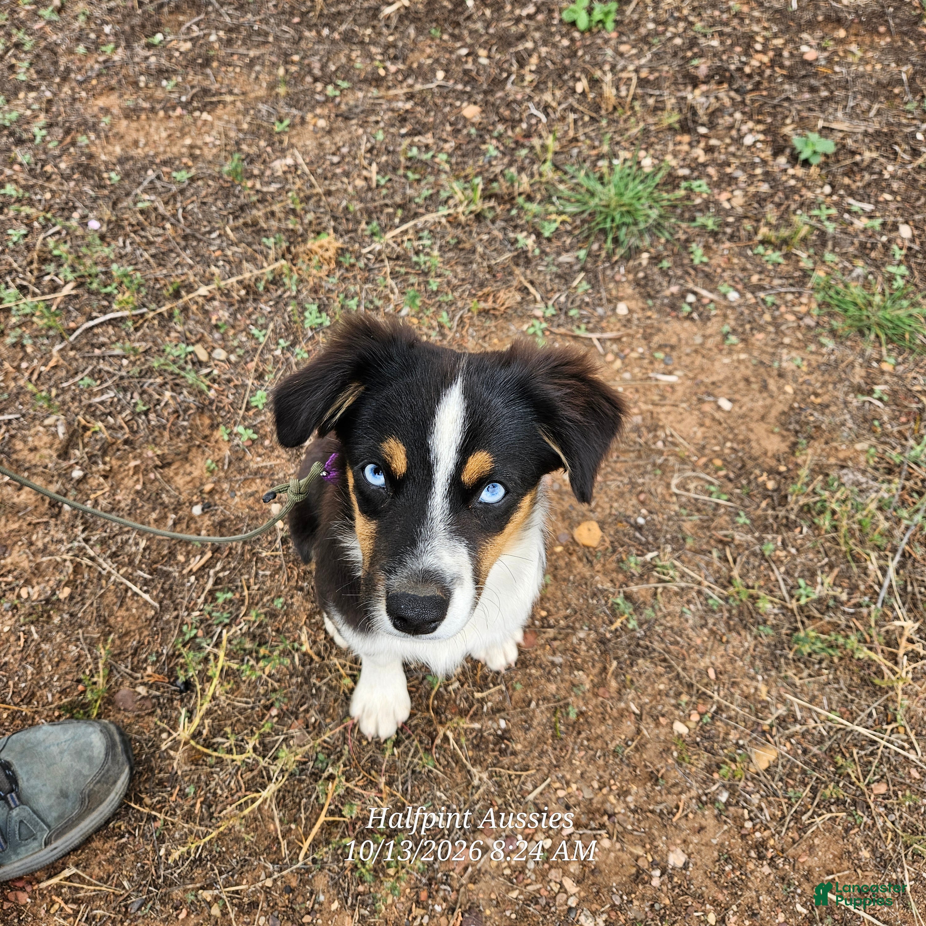 Australian Shepherd dogs for sale: Sammy - Ad 1