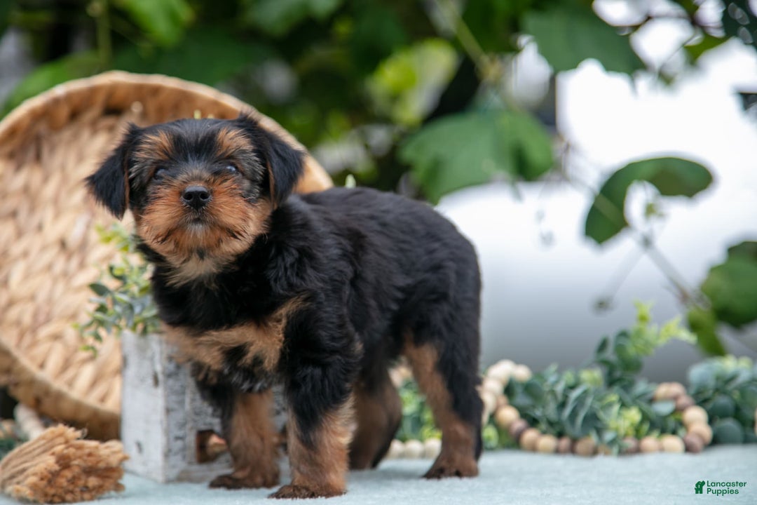 Shorkie dogs for sale: Hiccup - Ad 4