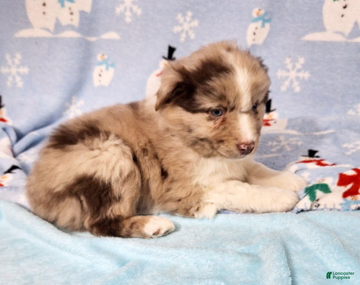 Miniature Australian Shepherd dogs Charlie - Ad 27
