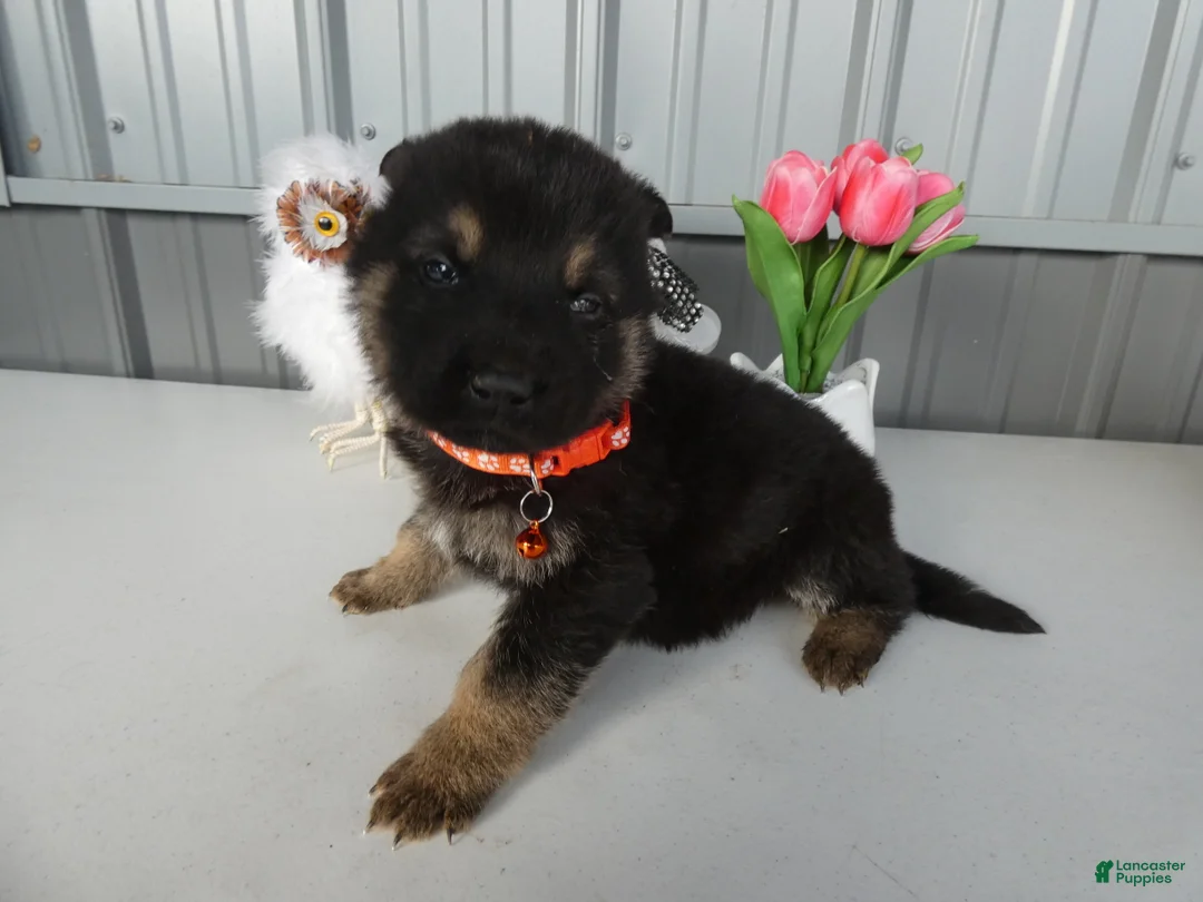 German Shepherd dogs for sale: German Shepherd Puppy 1 Carson - Ad 1