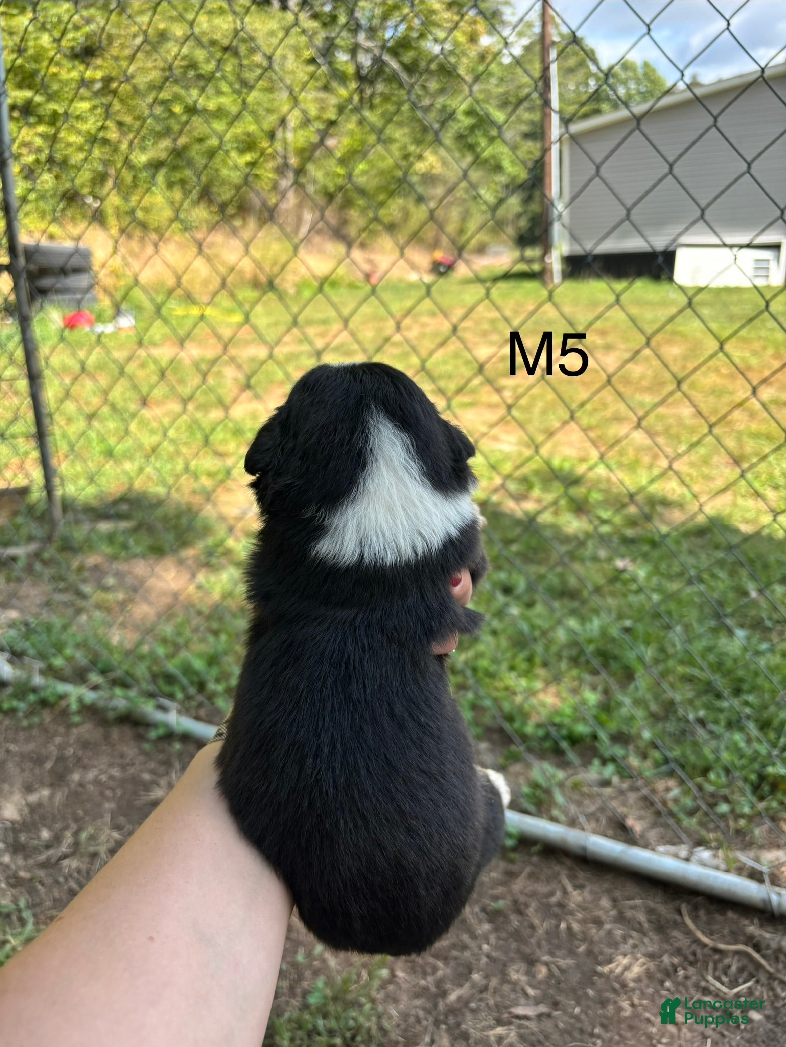 Mixed Breed dogs Mixed Breed 5 - Ad 2