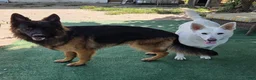 German Shepherd dogs for sale: Light Blue - Ad 2