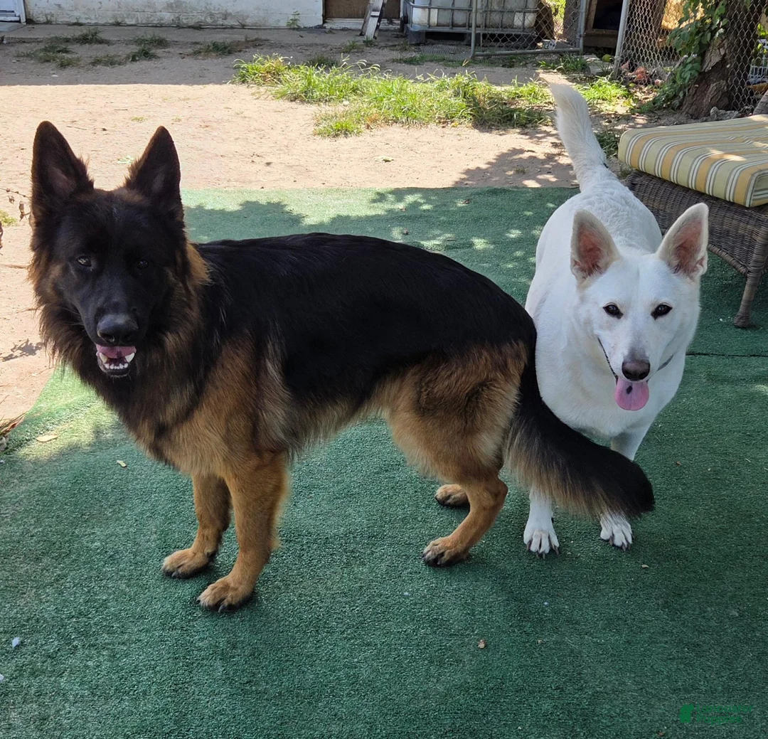 German Shepherd dogs for sale: Light Blue - Ad 2