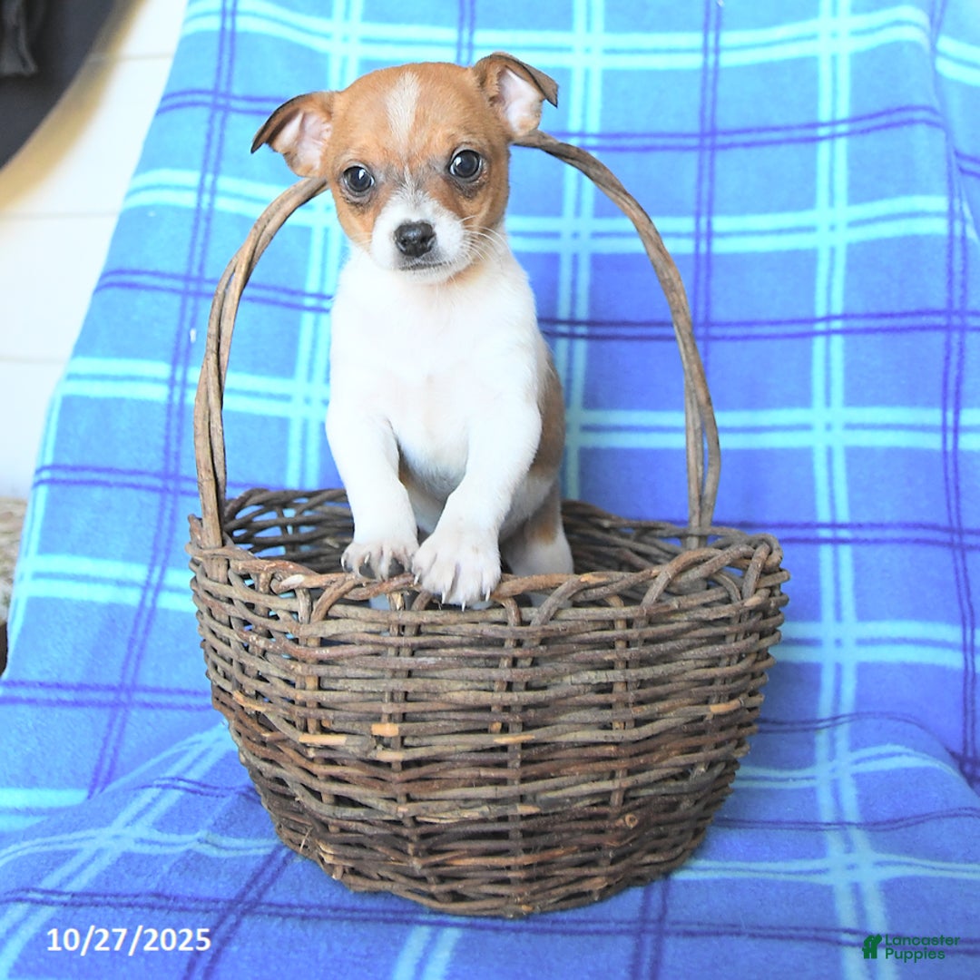 Chihuahua dogs for sale: Pepper - Ad 1