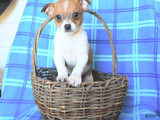 Chihuahua dogs Pepper - Ad 40