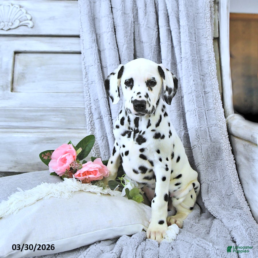Dalmatian dogs Dixie - Ad 1