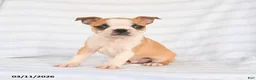 Boston Terrier dogs for sale: Ace - Ad 1