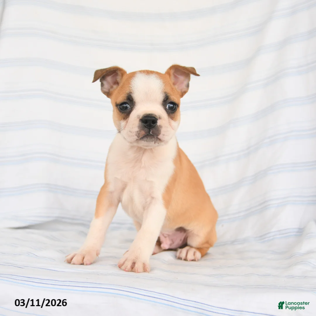 Boston Terrier dogs for sale: Ace - Ad 1