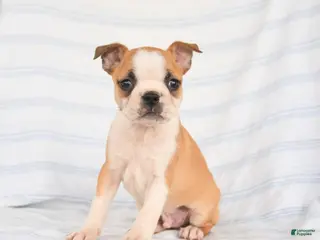 Boston Terrier dogs for sale: Ace - Ad 2