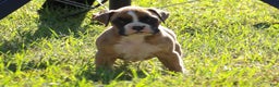 Boxer dogs for sale: Sam - Ad 3