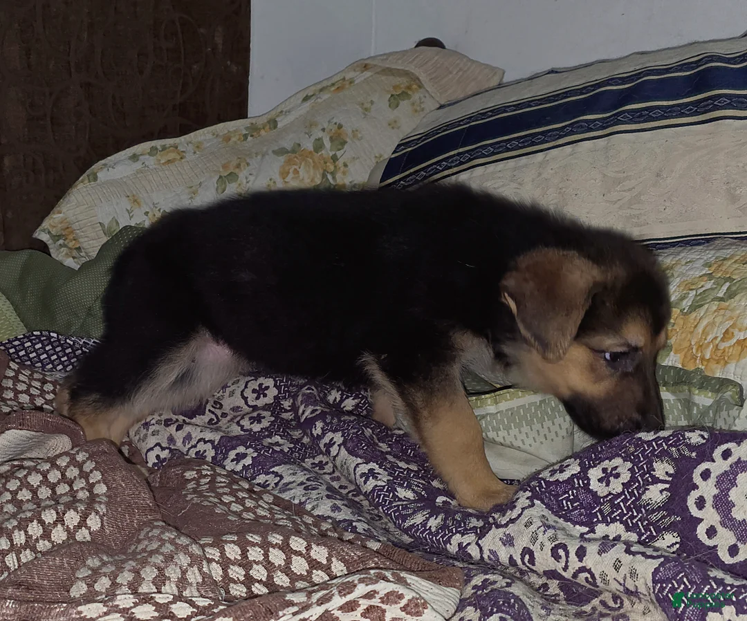 German Shepherd dogs for sale: Zelda (7) - Ad 7