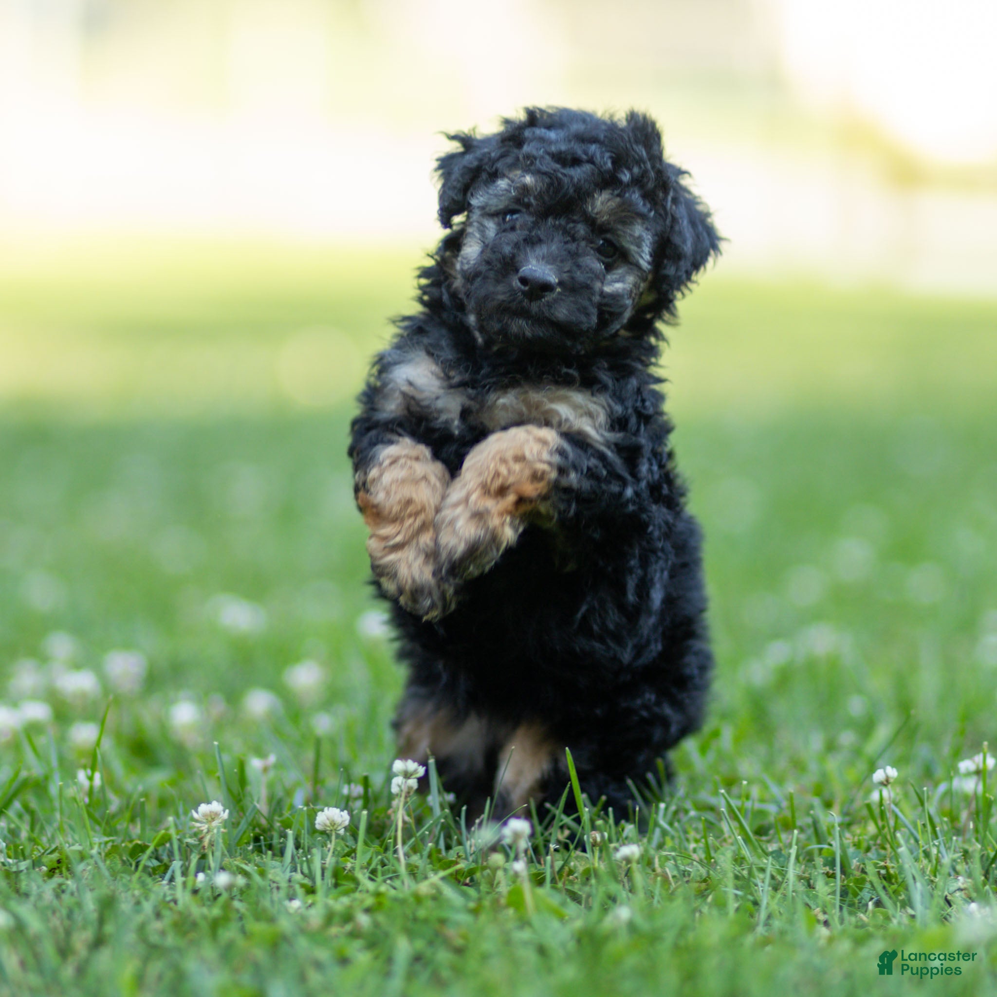 Miniature Poodle dogs Misty Miniature Poodle  - Ad 2