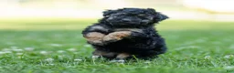 Miniature Poodle dogs for sale: Misty Miniature Poodle  - Ad 2