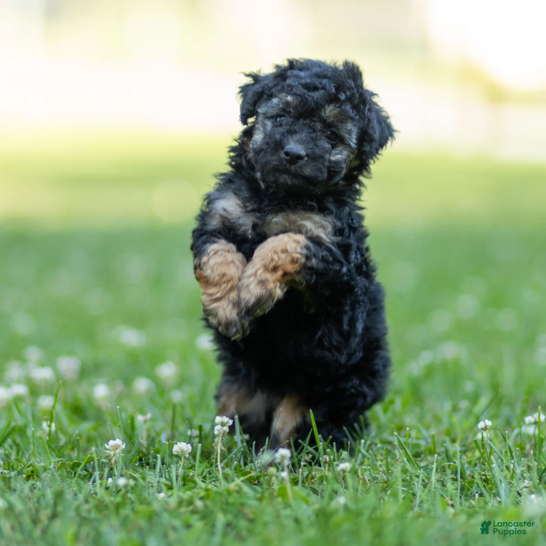 Miniature Poodle dogs for sale: Misty Miniature Poodle  - Ad 2