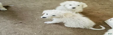 Great Pyrenees Puppy 11