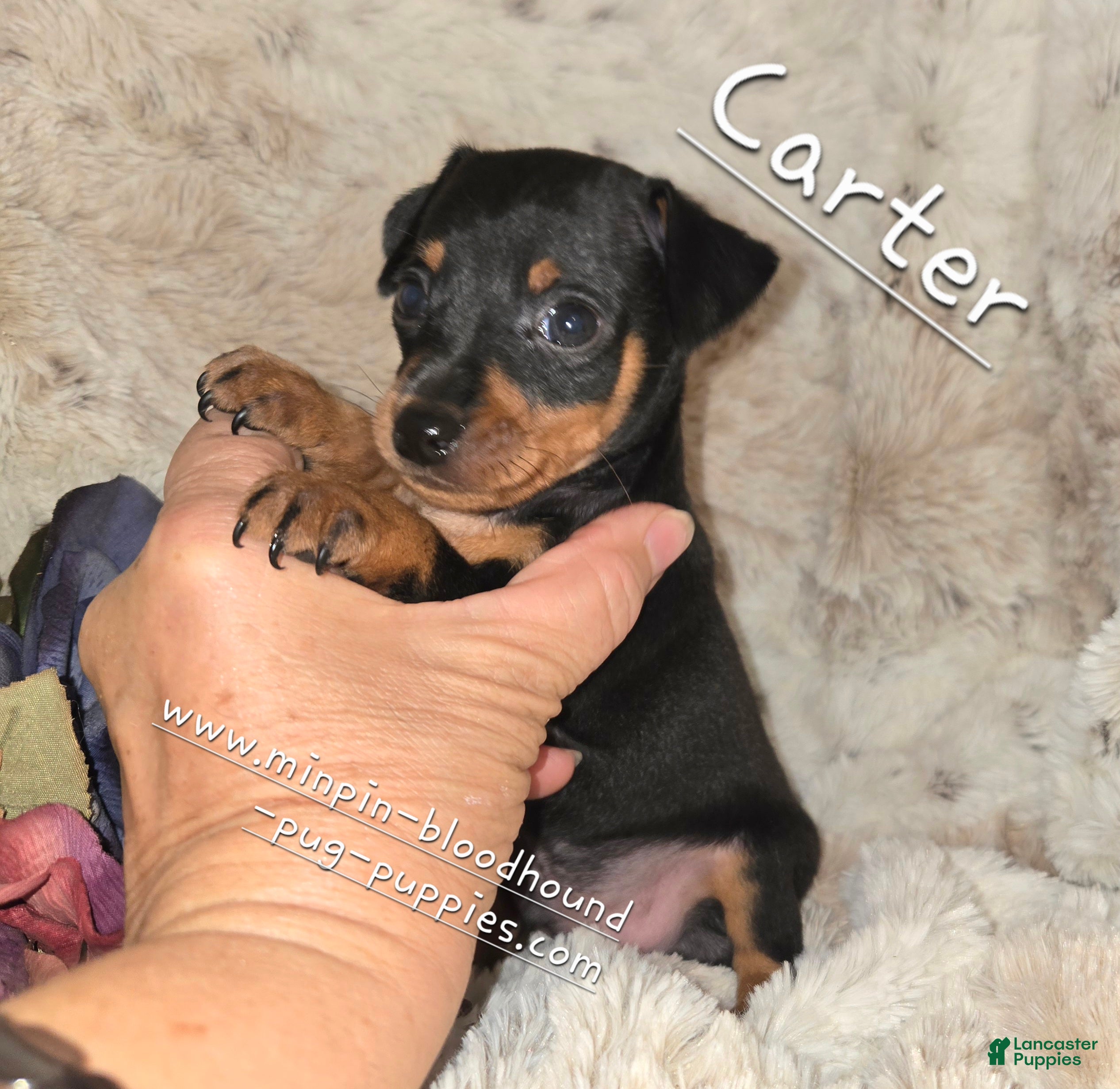 Miniature Pinscher dogs AKC Carter - Ad 7