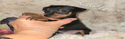 Miniature Pinscher dogs for sale: AKC Carter - Ad 1