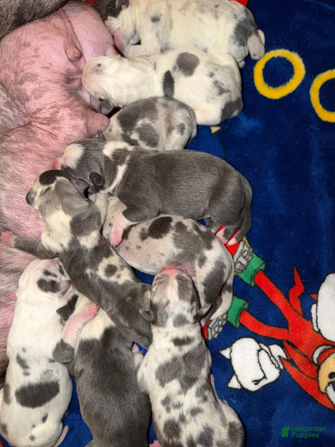 American Bully dogs for sale: American Bully 3 - Ad 1