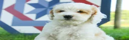 Mixed Breed dogs for sale: Gnome Munchkin Bernedoodle - Ad 2
