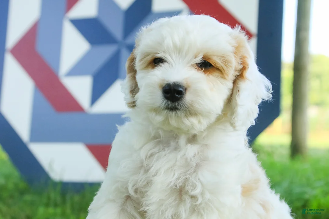 Mixed Breed dogs for sale: Gnome Munchkin Bernedoodle - Ad 2