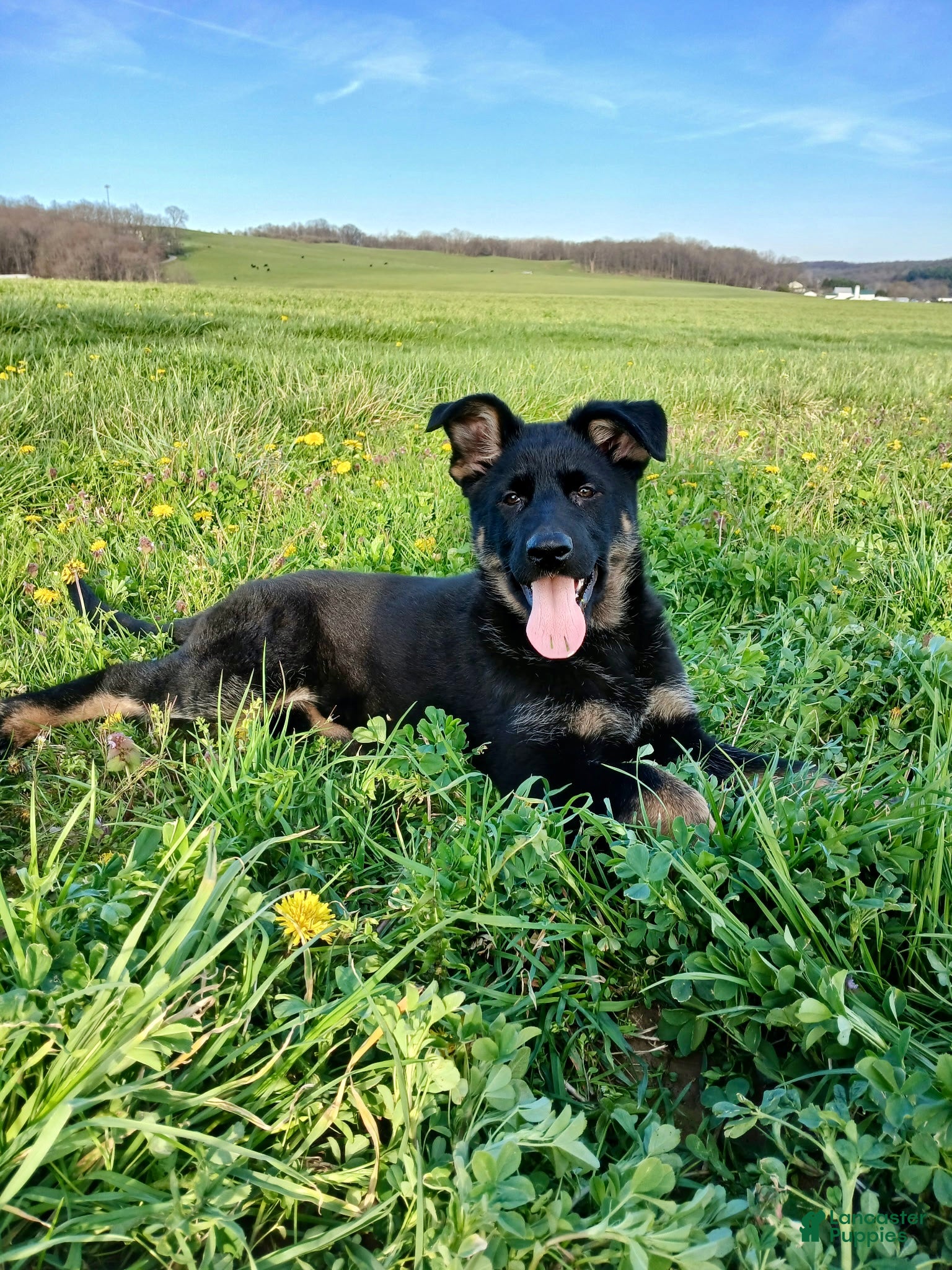 German Shepherd dogs Nala - Ad 1