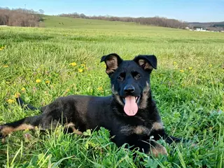 German Shepherd dogs for sale: Nala - Ad 1
