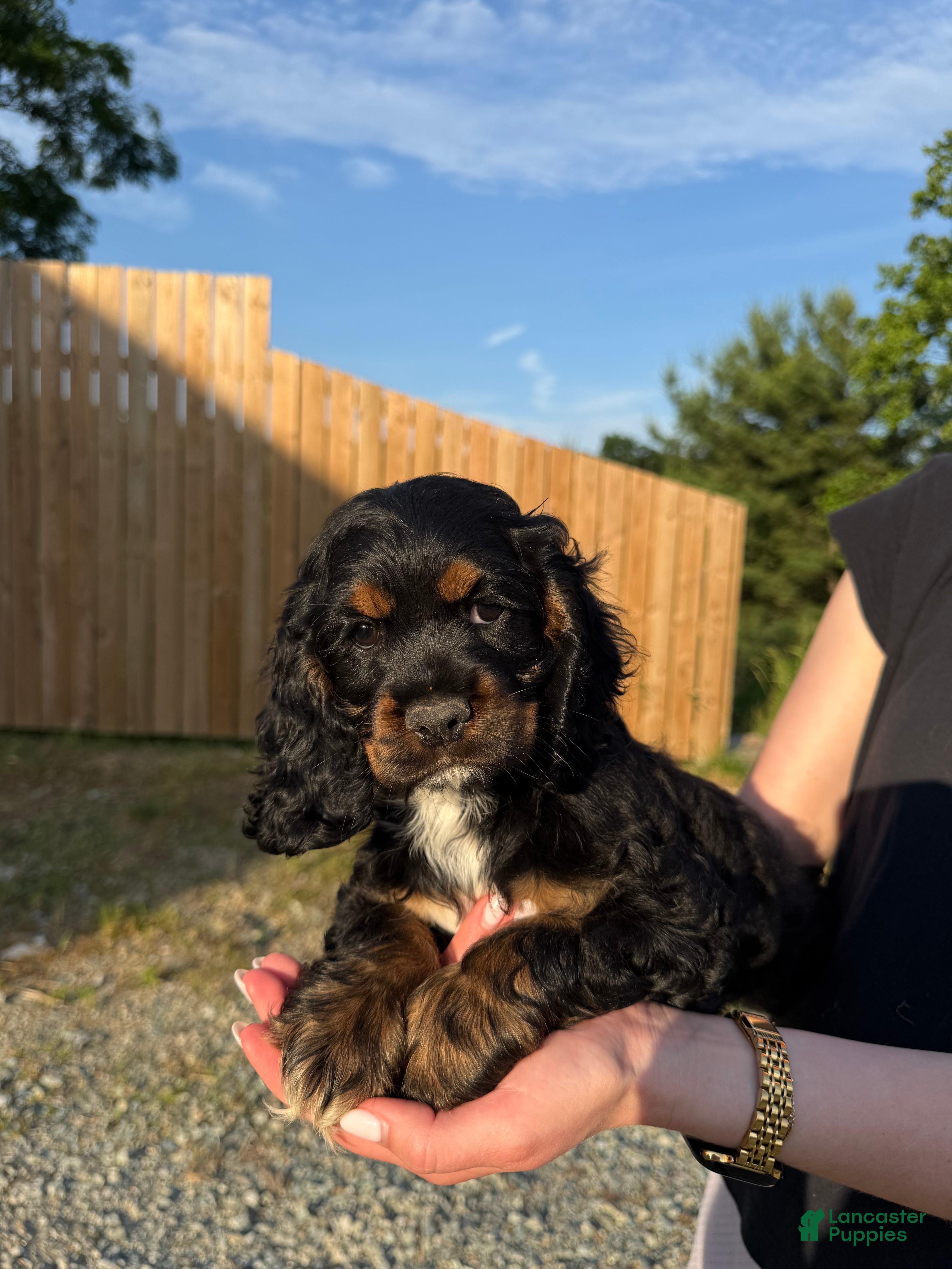Cocker Spaniel dogs Ellie - Ad 1