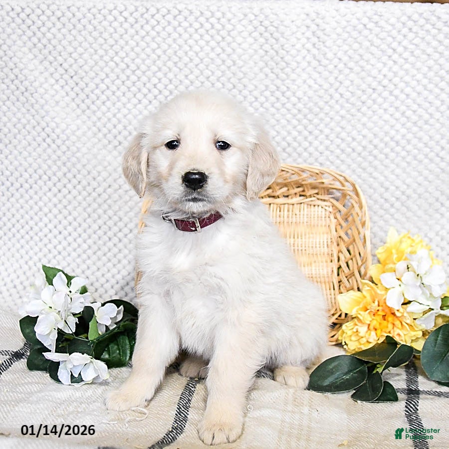 Golden Retriever dogs Scooter - Ad 14