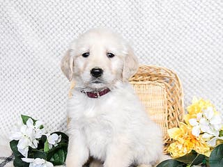 Golden Retriever dogs Scooter - Ad 25