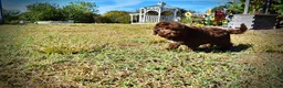 Havapoo dogs for sale: Prince - Ad 20