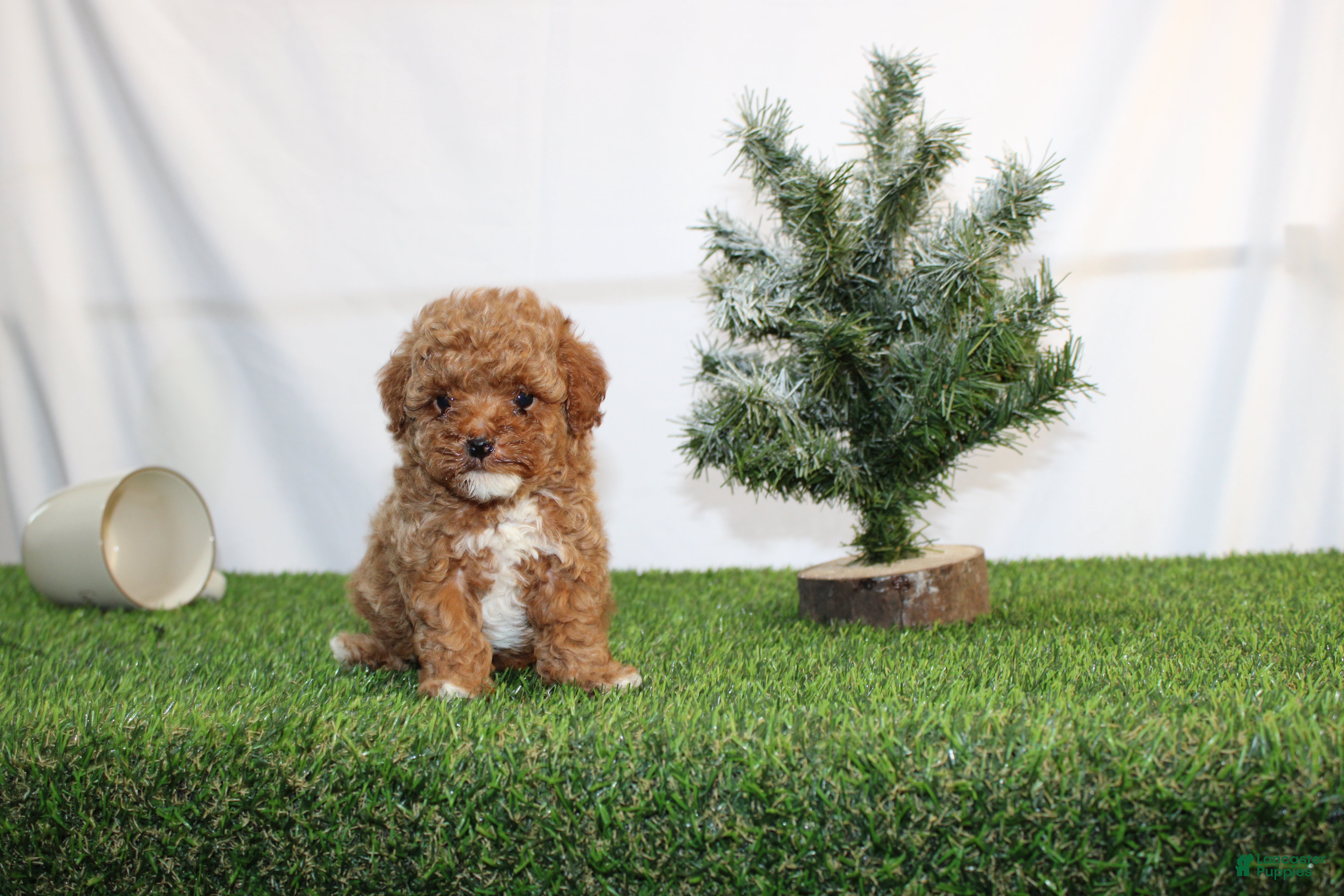 Toy Poodle dogs AKC Asher(tiny) - Ad 30