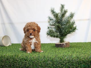 Toy Poodle dogs AKC Asher(tiny) - Ad 30
