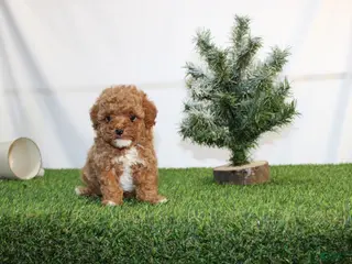 Toy Poodle dogs AKC Asher(tiny) - Ad 19