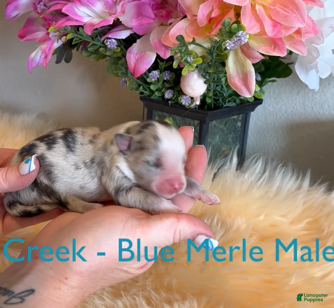 Australian Shepherd dogs for sale: Creek blue merle male - Ad 2