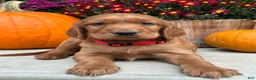 Irish Setter dogs for sale: Harrison - Ad 7