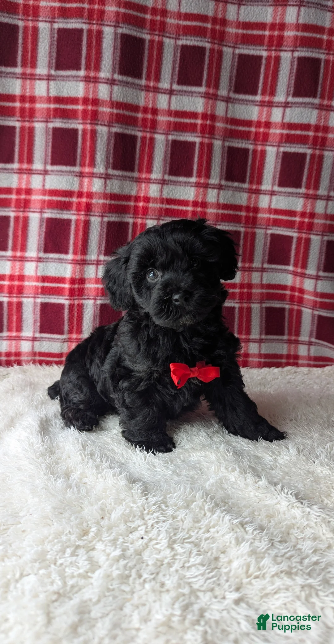 Yorkiepoo dogs for sale: Axel - Ad 6